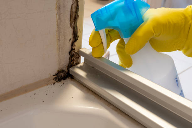 Best Mold Damage Repair  in Mokuleia, HI