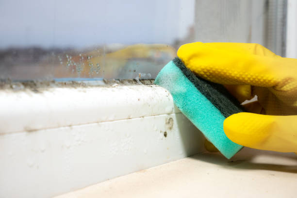 Best Mold Removal Process  in Mokuleia, HI