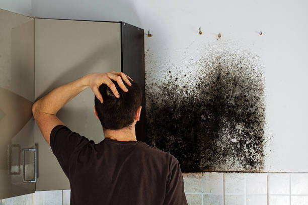 Office Mold Removal Services in Mokuleia, HI